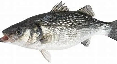 Poisson
