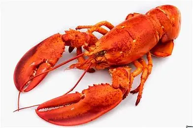 Homard